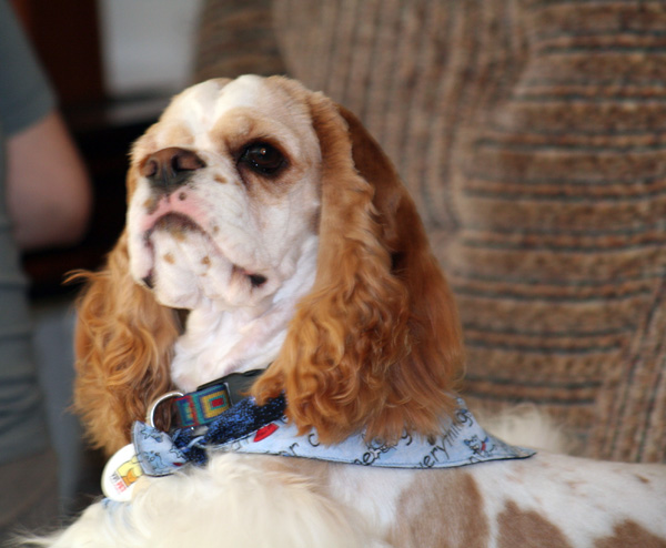 Elvis in his new Bailey's bandana 1
